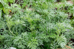 The Benefits of Artemisia