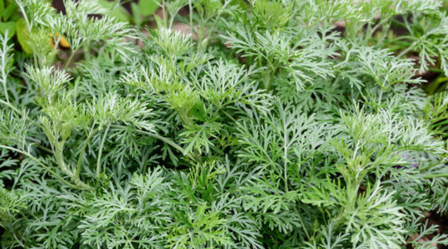 The Benefits of Artemisia